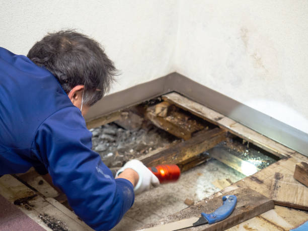 Best Mold Damage Repair  in Grant, MN