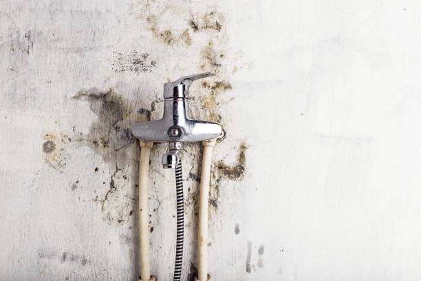 Best Residential Mold Removal  in Grant, MN