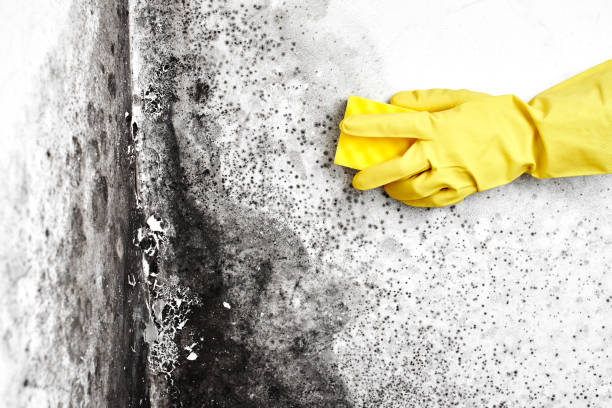 Best Mold Testing  in Grant, MN