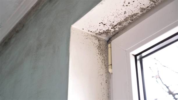 Professional Mold Removal in Grant, MN
