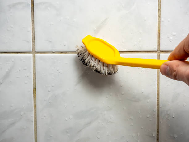 Best Fast Mold Removal  in Grant, MN