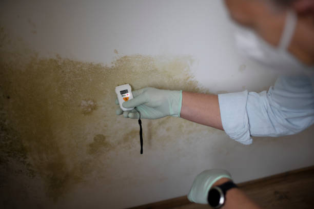 Best Professional Mold Removal  in Grant, MN