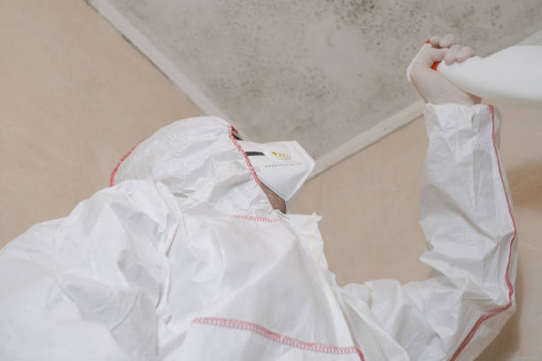 Best Fast Mold Removal  in Grant, MN