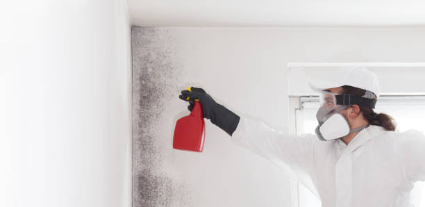 Best Certified Mold Removal  in Grant, MN