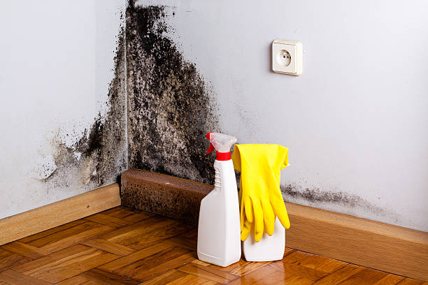 Crawl Space Mold Removal in Grant, MN