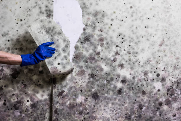 Home Mold Removal in Grant, MN