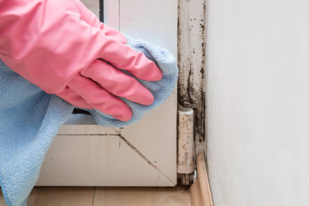 Best Office Mold Removal Services  in Grant, MN